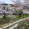 ☆哲学の道の桜🌸