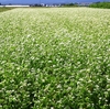 蕎麦の花