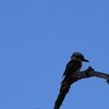 ワライカワセミ(Laughing Kookaburra)