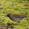 目で印象が決まる、野鳥も同じだね