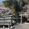 大石神社の桜