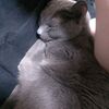 最近の猫たち