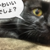 【画像あり】うちのブ猫の顔芸がハンパないから毎晩寝顔で笑かされて困る