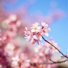 長徳寺のおかめ桜と最近の日々