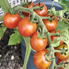 夏野菜を初めて育てる