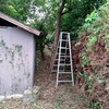 井戸小屋の横のところまで剪定したら、