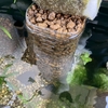 メダカを飼って63週目「藻類（アオミドロ）が減ったら減ったで心配な」ハナシ〈mata.〉