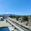 津軽富士と桜