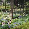 京都　三室戸寺　紫陽花