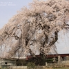 上岡の枝垂れ桜・・