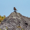 ◆'25/05/08　鳥海山・文殊岳まで③