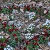 １２．２４（火・晴れ）クリスマスイヴ。長野県議丸山殺人者、有罪。