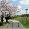 奥の山古墳と桜