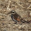 土手の上のツグミ　初春玉手箱　飛ぶアネハヅル