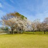 二宮公園の桜～つくば市とその周辺の風景写真案内（１３６４） 
