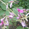 ９月27日誕生日の花・花言葉・歌句