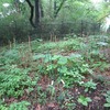 砧公園_野草園（東京都世田谷区）