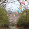 【ぶらり福岡県風景の旅】飯塚市の桜を撮影！&飯塚市で桜が楽しめる場所【3選】