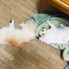 お弁当🍱写メ撮れなくなった日は誕生日
