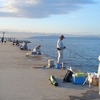 2011年、第１回目のサヨリ釣り。^^;