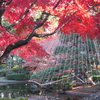 横浜公園日本庭園