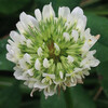 (250) Trifolium repens