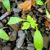 三ツ葉と紫陽花