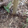 タラの木の根　分かりません　The roots of Aralia elata tree 