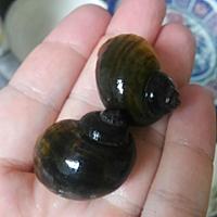 スクミリンゴガイとは 動植物の人気 最新記事を集めました はてな
