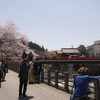 小旅行　パート１　（桜）