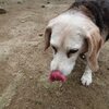 老犬ホームあん｜新人さん ルン＾＾