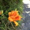 忘れ草咲く峠へ：自転車散歩：ポタリング