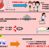 フォンタンの循環を改善する薬の研究　（臨床試験の論文）