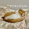 ブログを書きたい飼い主と、癒しの寝顔で眠気を誘う愛猫。