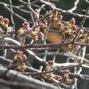 今年も公園内で宴会は禁止