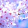 見て楽しむは昔の話！今の桜は○○で注目される！