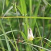 八島湿原の花(4)オダマキとナデシコ