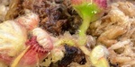 セファロタス成長記録=2026/9月2日 #食虫植物 #icos #BGM #ボカロ #初音ミク