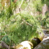 一眼レフ初心者が植物園に行ってみた！　〜葉っぱ編〜