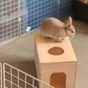 うさぎさん用に木箱を買ってみました！