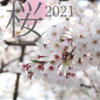 【写真】桜 2021