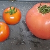 ばあちゃんは、庭の除草に専念