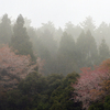 ヤマザクラ雨日編