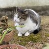 ねこおでんを紹介するにゃ 5　