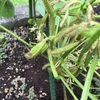家庭菜園の黒枝豆が成長中