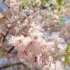 本日の桜♪