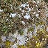 雪