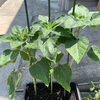 【ひまわり成長記録】前回から1か月🌻ついに蕾が見えてきました！ 