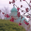 寒緋桜・オカメザクラ