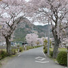 太郎坊山の桜（東近江）その１